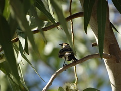 Cissomela pectoralis