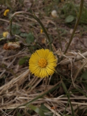 Tussilago farfara