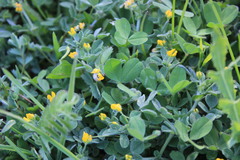 Medicago minima