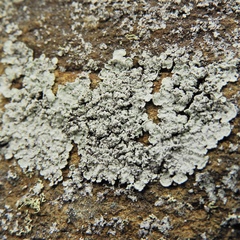 Lepraria normandinoides