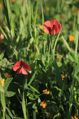Lathyrus cicera