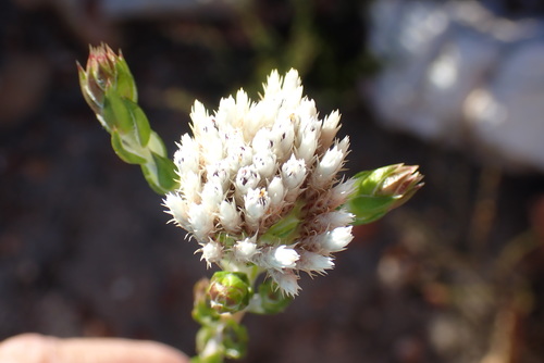 Image of Metalasia pulcherrima by no rights reserved