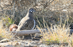 Geophaps scripta scripta