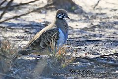 Geophaps scripta scripta