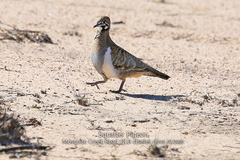 Geophaps scripta scripta