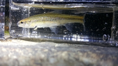 Notropis alborus