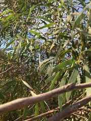 Eucalyptus amygdalina