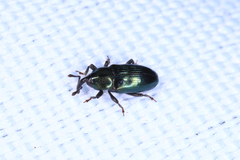 Baridina