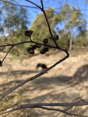 Eucalyptus amygdalina