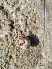 Marmorana serpentina