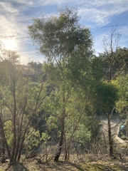 Eucalyptus amygdalina