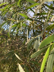 Eucalyptus amygdalina
