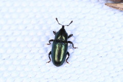 Baridina