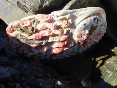 Haliotis midae