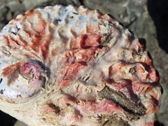 Haliotis midae