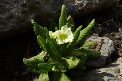 Primula elatior pallasii