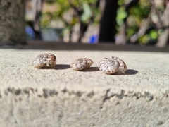 Marmorana serpentina