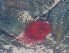 Actinia ebhayiensis