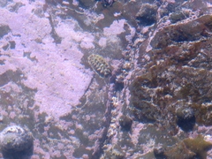 Acanthochitona garnoti