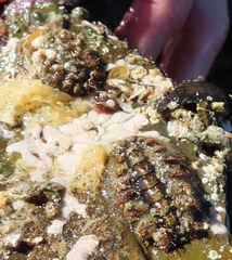 Acanthochitona garnoti