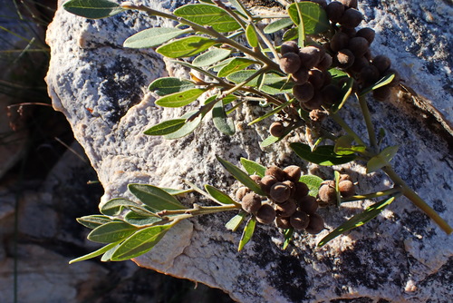 Image of Euclea polyandra by no rights reserved