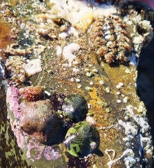 Acanthochitona garnoti