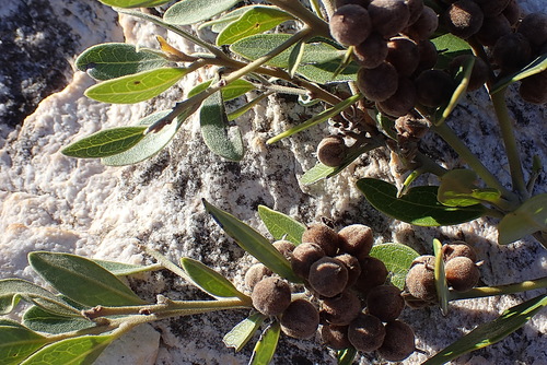 Image of Euclea polyandra by no rights reserved