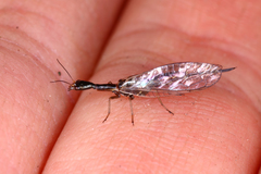 Xanthostigma xanthostigma
