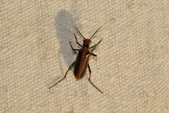 Pyrota tenuicostatis