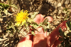 Berkheya spinosa