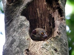 Lepilemur ankaranensis