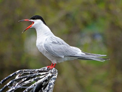Sterna hirundo