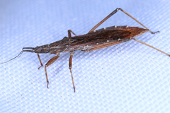 Pygolampis bidentata