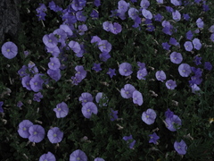 Convolvulus sabatius sabatius