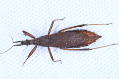 Pygolampis bidentata