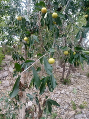 Diospyros anisandra