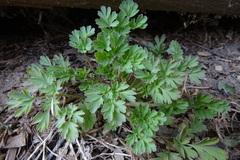 Corydalis capnoides