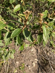 Pomaderris elliptica
