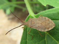 Homoeocerus dilatatus