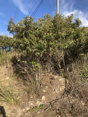 Pomaderris elliptica