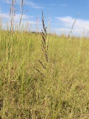 Eragrostis plana