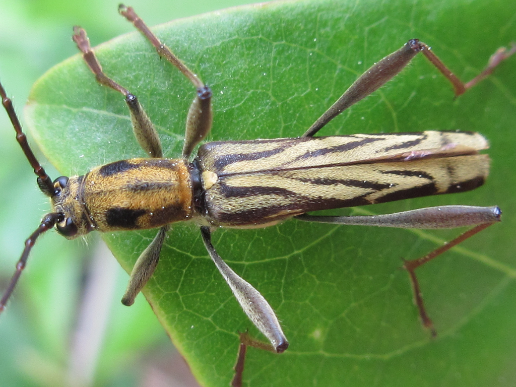 Rhabdoclytus