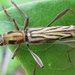 Rhabdoclytus - Photo (c) onidiras-iNaturalist, algunos derechos reservados (CC BY-NC), subido por onidiras-iNaturalist