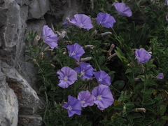 Convolvulus sabatius sabatius