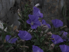 Convolvulus sabatius sabatius