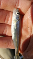 Notropis scepticus