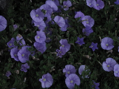 Convolvulus sabatius sabatius