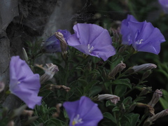 Convolvulus sabatius sabatius