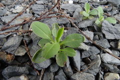 Myosotis sparsiflora