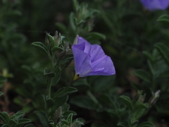 Convolvulus sabatius sabatius